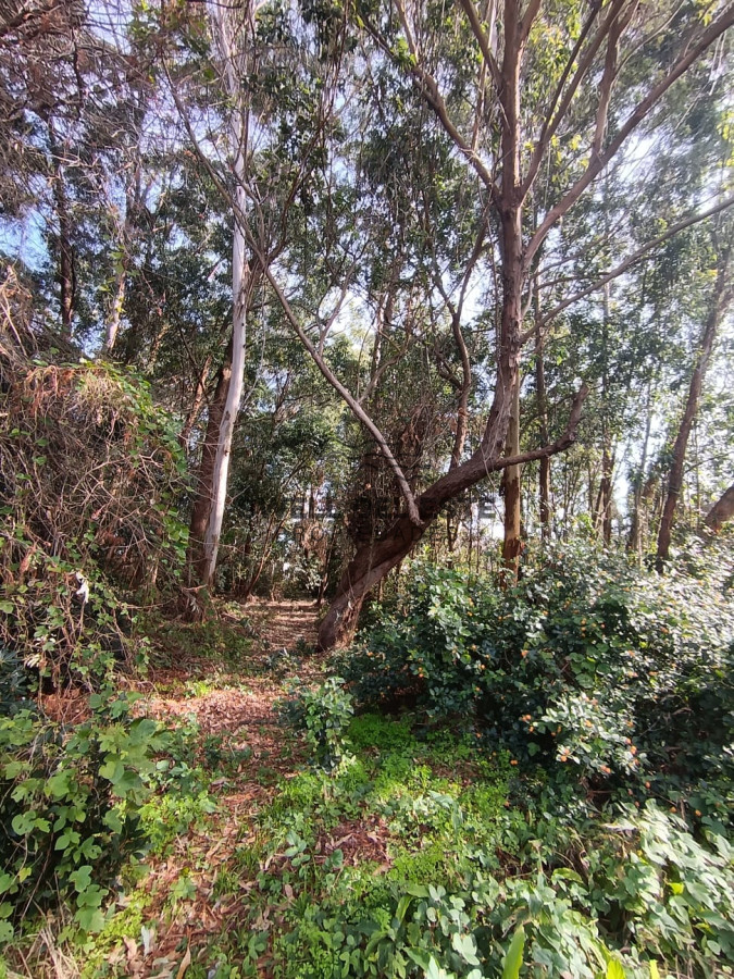 Terreno ID.141 - Terreno en Punta Ballena, Punta Ballena