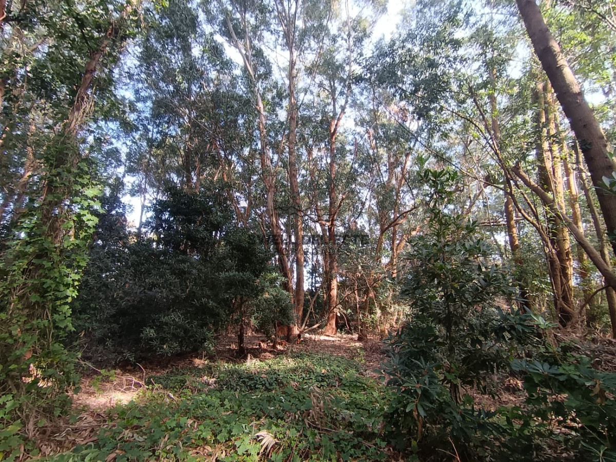 Terreno ID.141 - Terreno en Punta Ballena, Punta Ballena