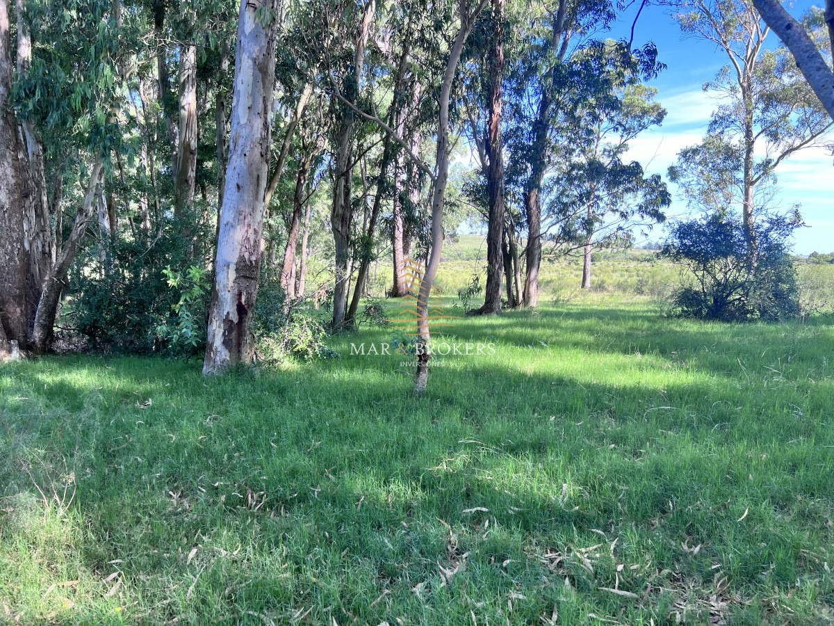 Chacra ID.959 - 