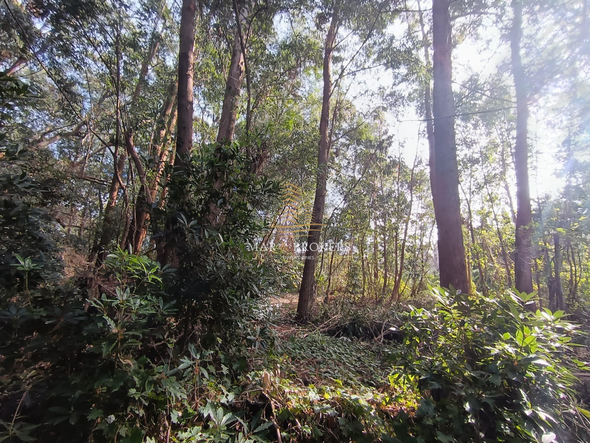 Terreno ID.1208 - Terreno en Punta Ballena, Punta Ballena