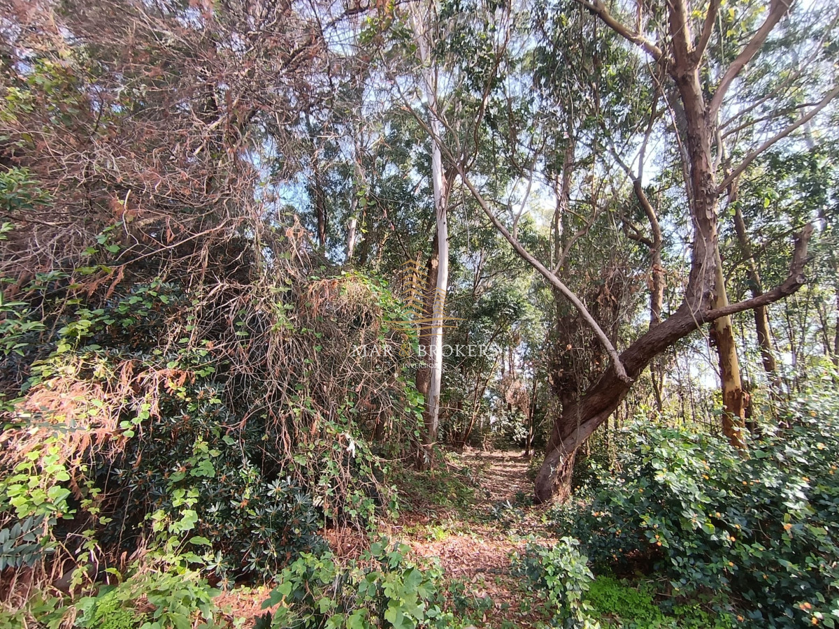 Terreno ID.1208 - Terreno en Punta Ballena, Punta Ballena