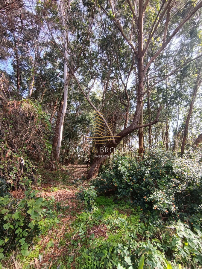 Terreno ID.1208 - Terreno en Punta Ballena, Punta Ballena