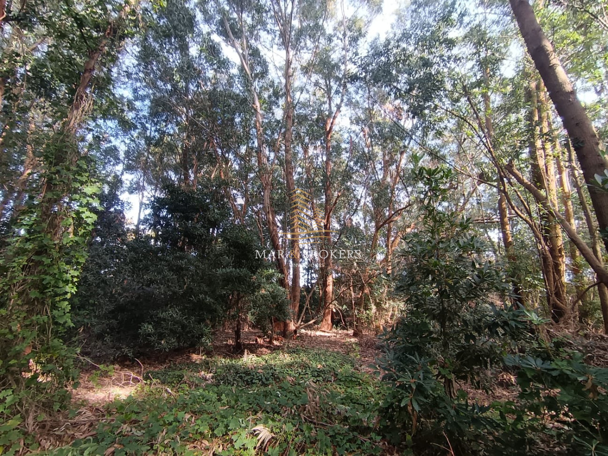 Terreno ID.1208 - Terreno en Punta Ballena, Punta Ballena
