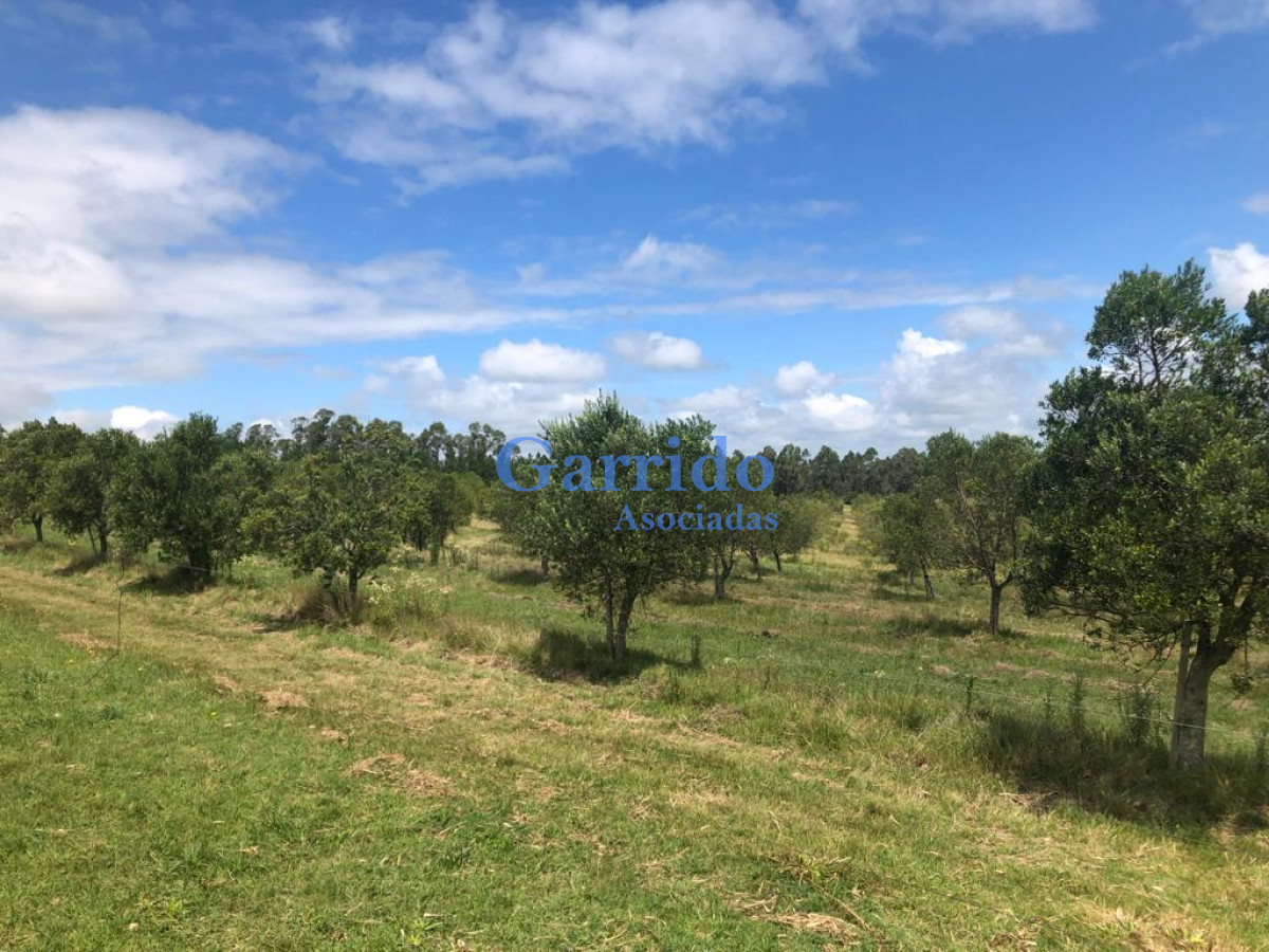 Chacra ID.3238 - Campo a la venta! Paraje garzon