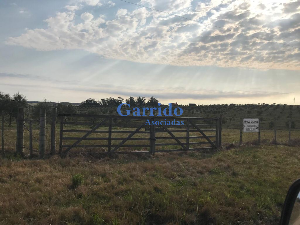 Chacra ID.3238 - Campo a la venta! Paraje garzon