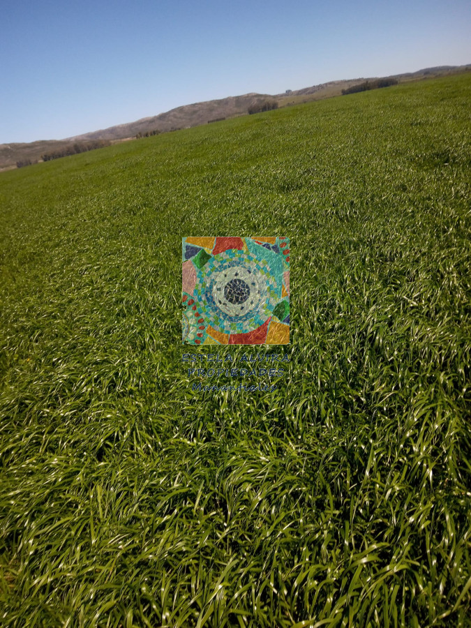 Campo Ref.14558 - Campo en , 