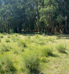 Campo en La Barra,