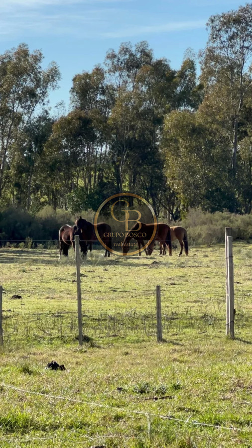 Chacra ID.1216 - Venta de Chacra de 15 Hectáreas en San Jacinto 
