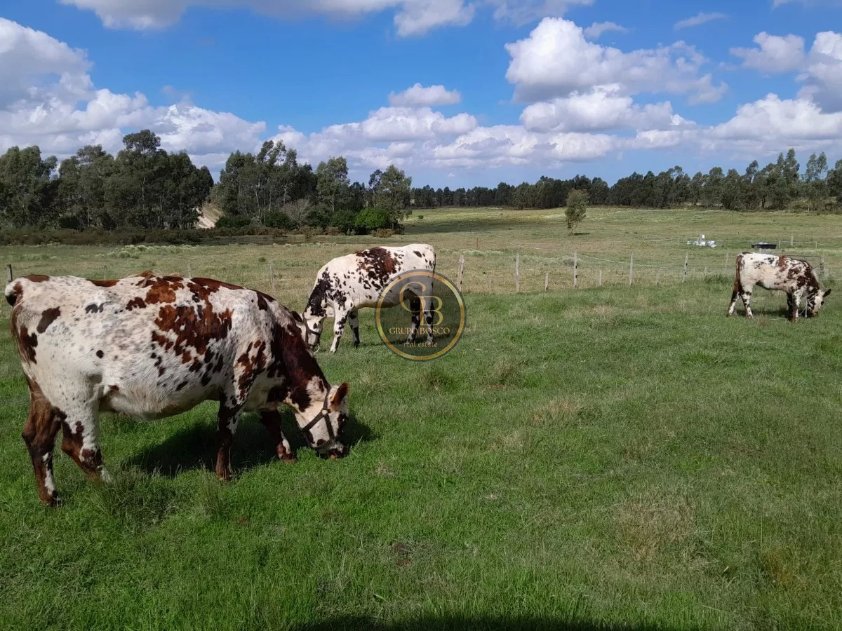 Chacra ID.1216 - Venta de Chacra de 15 Hectáreas en San Jacinto 