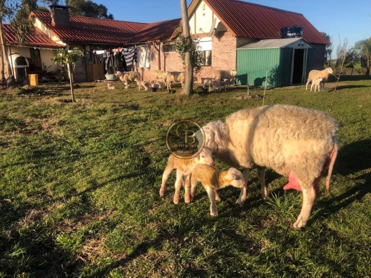 Chacra ID.1216 - Venta de Chacra de 15 Hectáreas en San Jacinto 