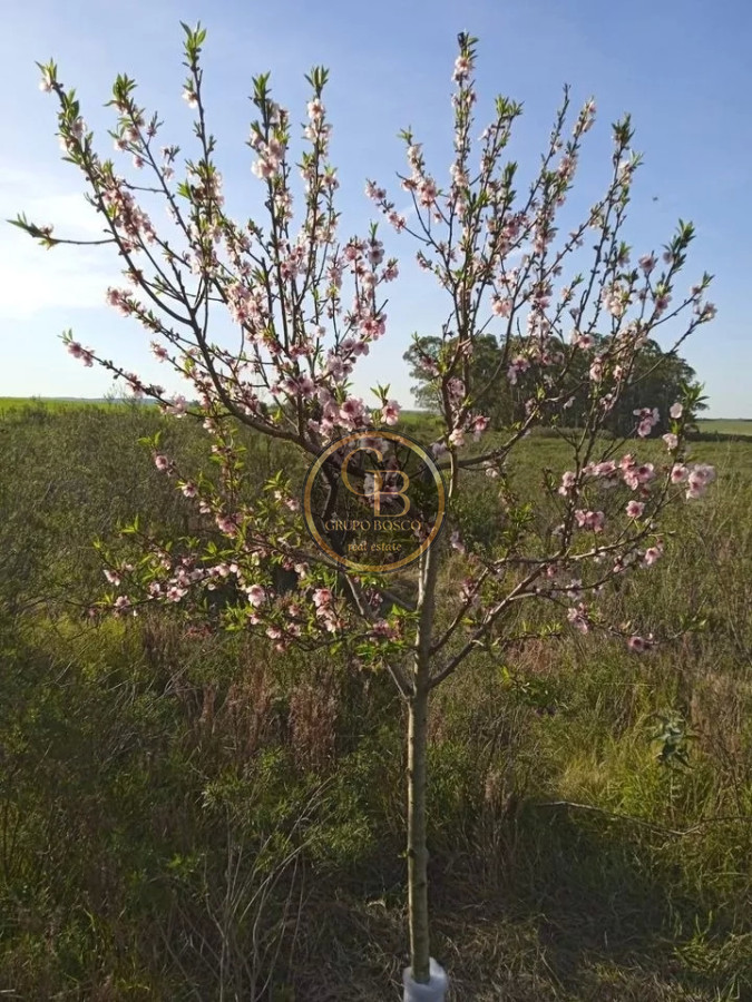 Chacra ID.1210 - Venta de Chacra en Estación La Floresta 