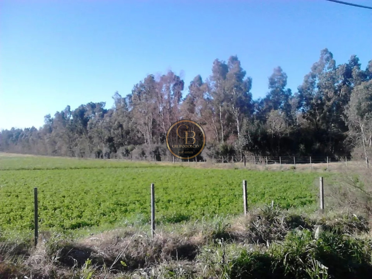 Chacra ID.1226 - Venta de Chacra  de 3 hectareas en zona Atlantida