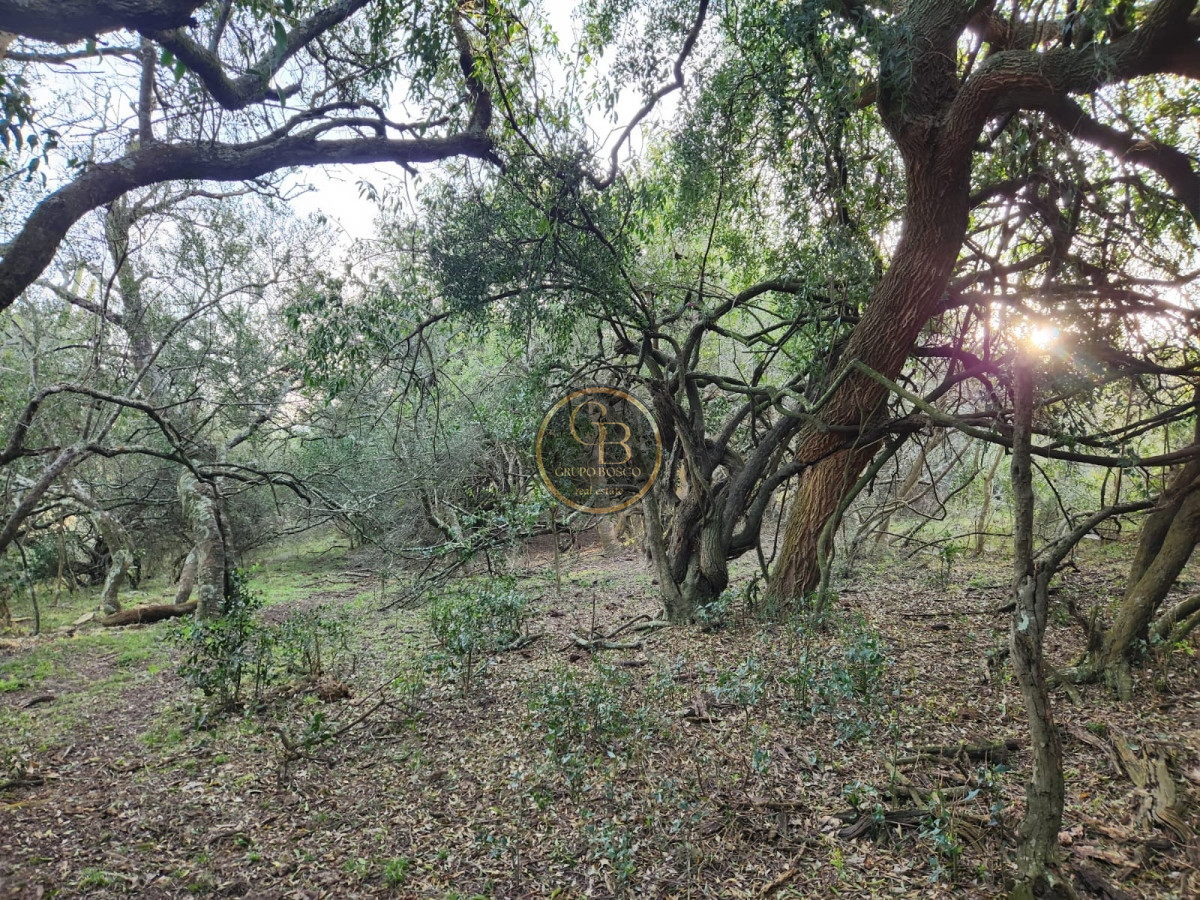 Chacra ID.1060 - Chacra en Venta (36 hectáreas ), Garzón