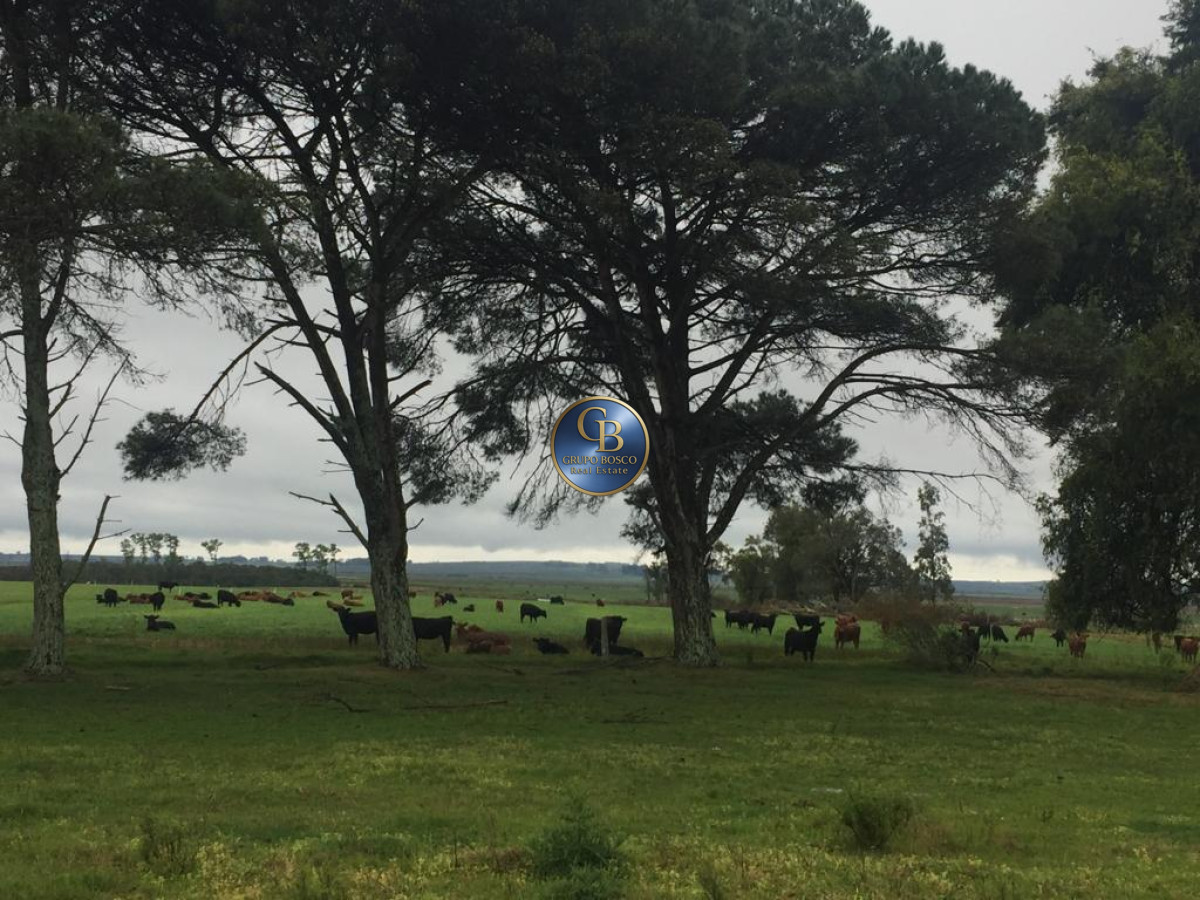 Campo Ref.1257 - Campo 1200 Hectáreas 