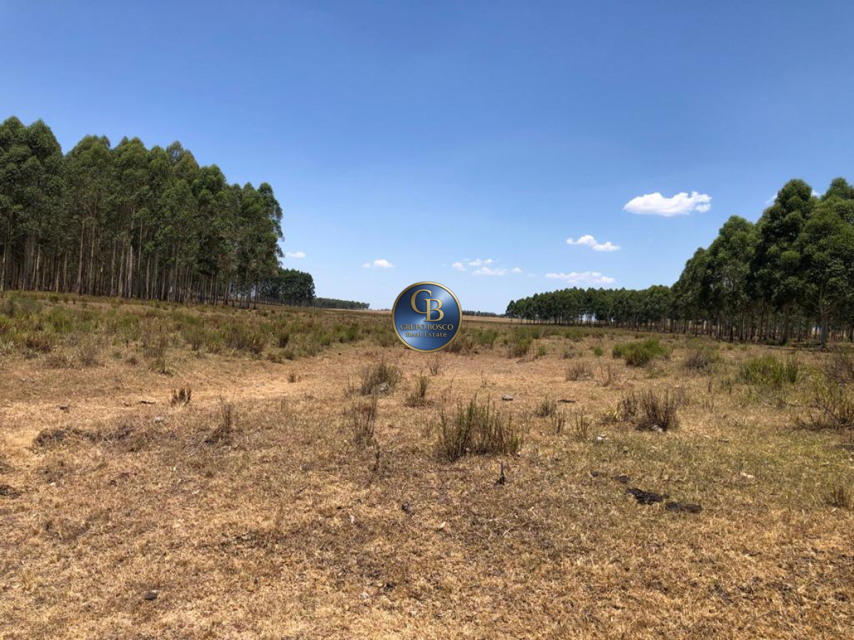 Campo Ref.1256 - Campo 1150 Hectáreas 