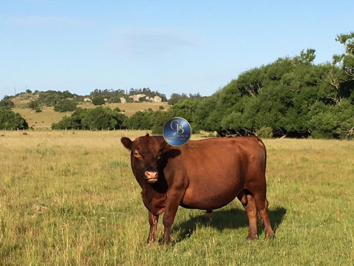 Campo Ref.1338 - Campo  Valle del Toro. 56 hectáreas a U$S 8000 por hectárea.