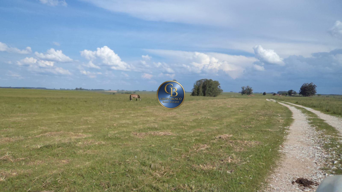 Campo Ref.1256 - Campo 1150 Hectáreas 