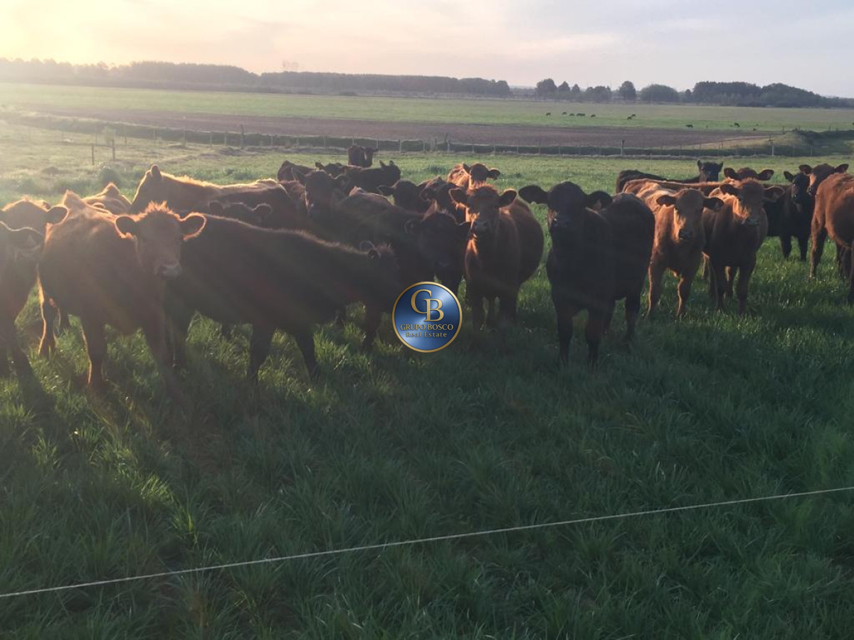 Campo Ref.1257 - Campo 1200 Hectáreas 