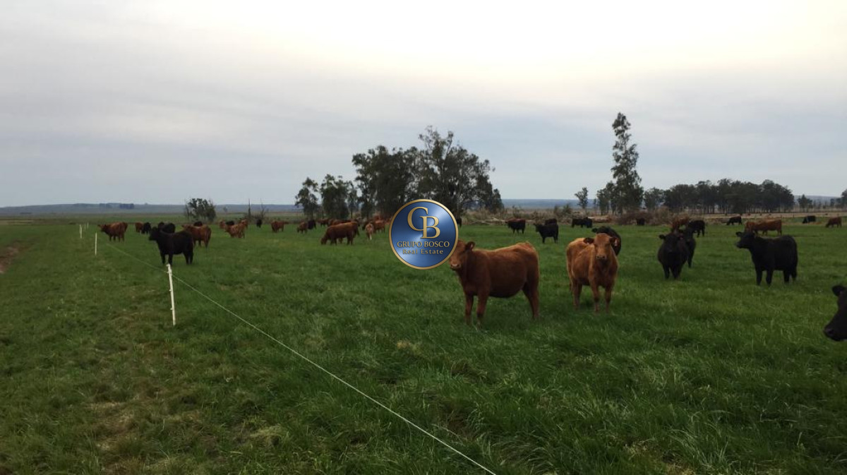 Campo Ref.1257 - Campo 1200 Hectáreas 