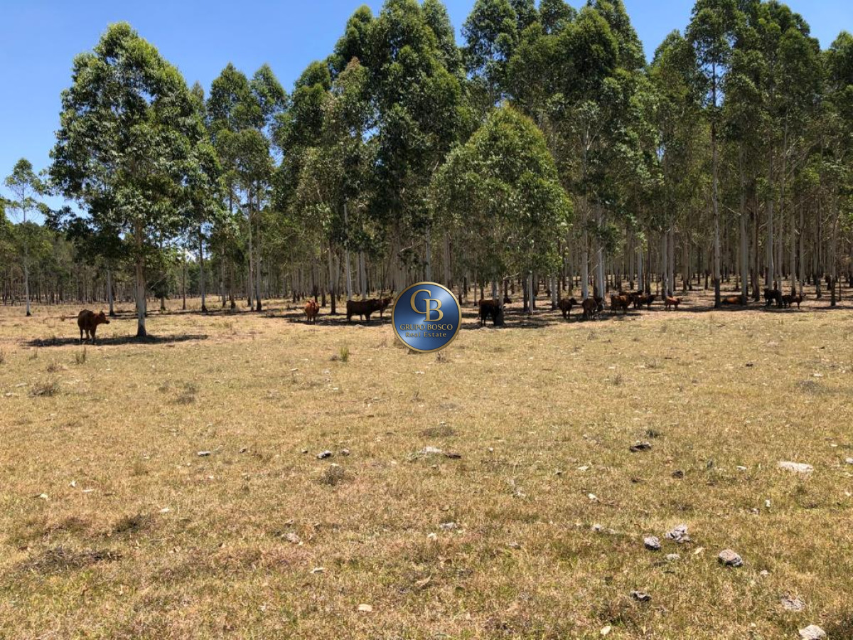 Campo Ref.1256 - Campo 1150 Hectáreas 