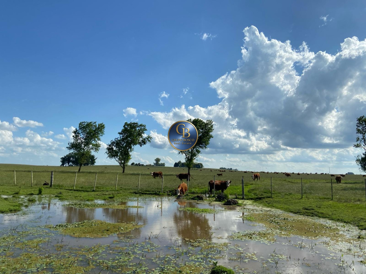Campo Ref.1256 - Campo 1150 Hectáreas 