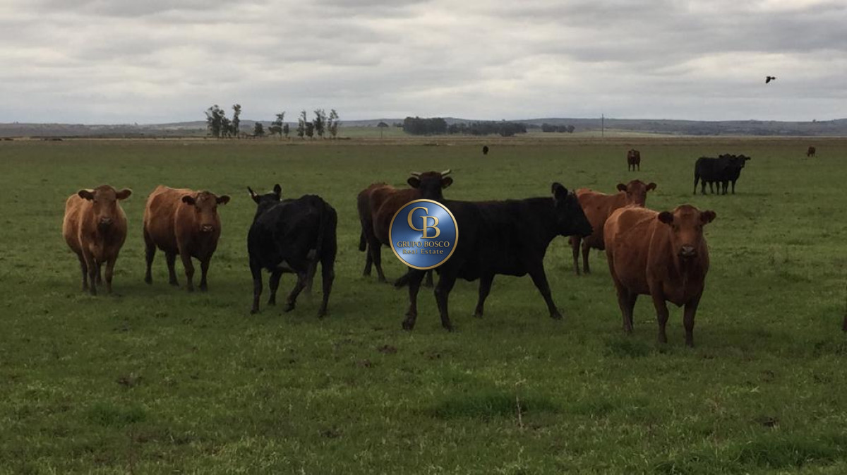 Campo Ref.1257 - Campo 1200 Hectáreas 