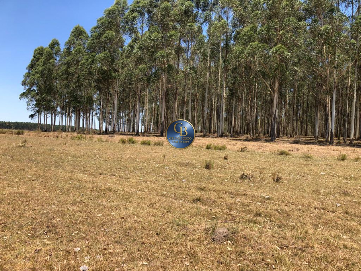 Campo Ref.1256 - Campo 1150 Hectáreas 