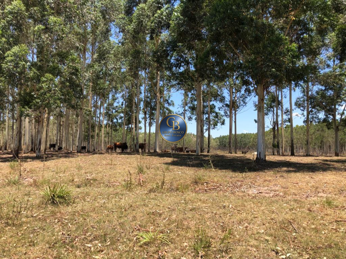 Campo Ref.1256 - Campo 1150 Hectáreas 