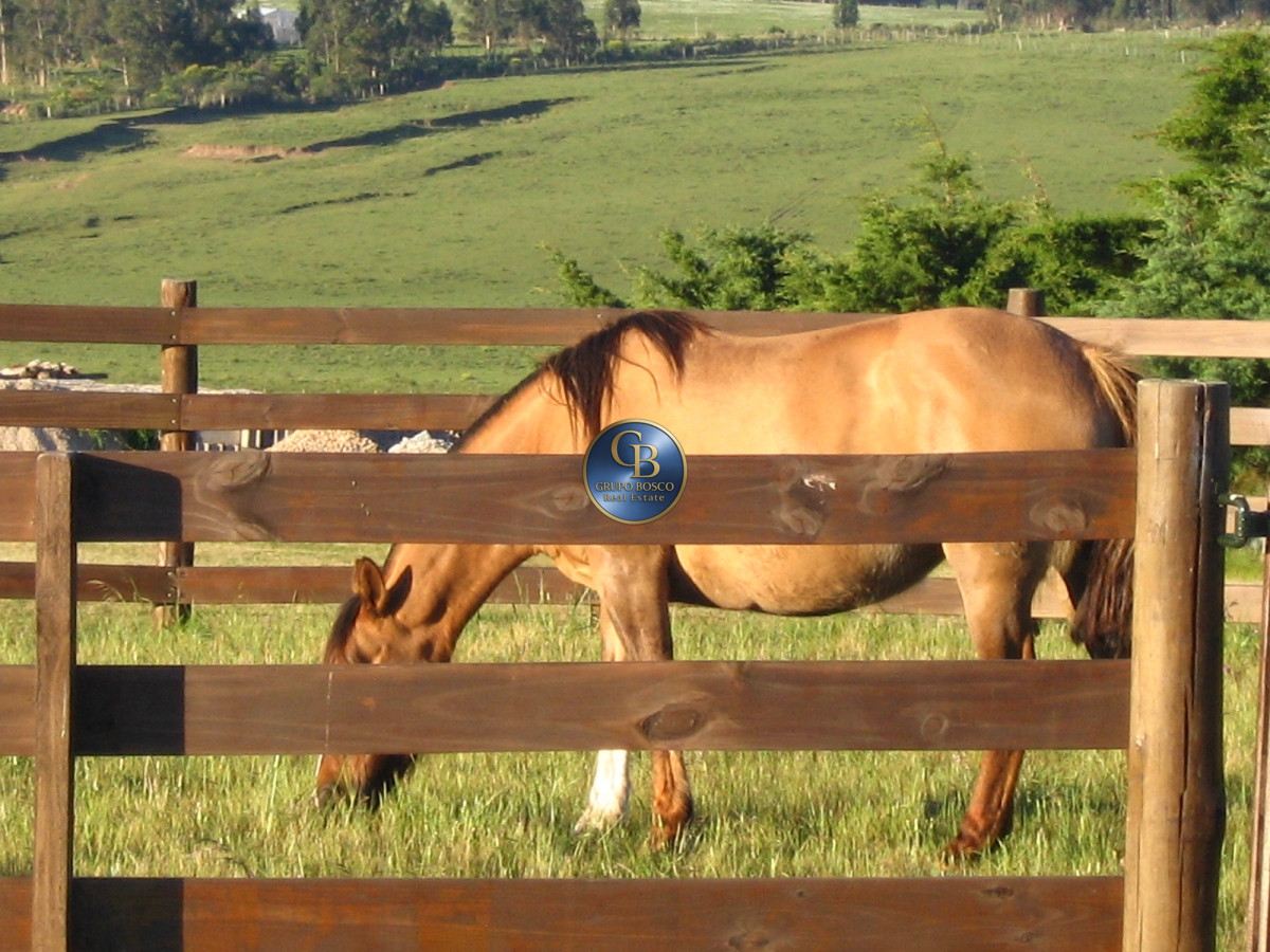 Campo Ref.1208 - En venta 92 hectáreas con hermosa casa.