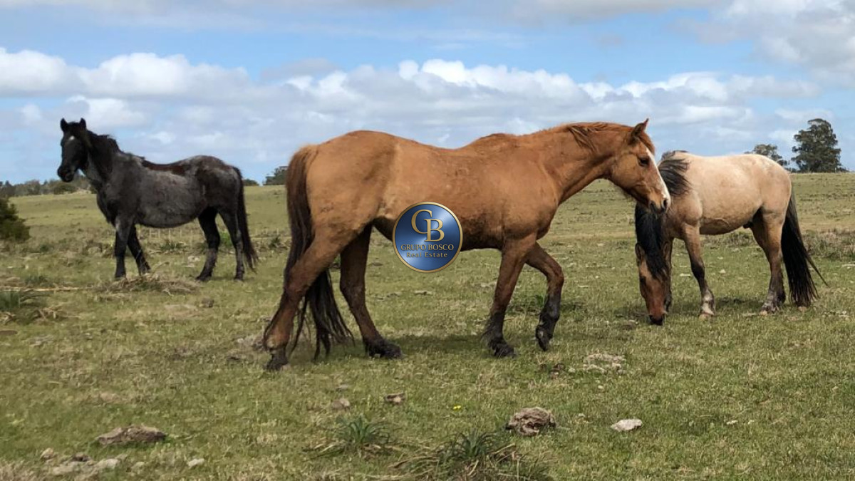 Campo Ref.1128 - En venta campos sobre ruta 9, José Ignacio .