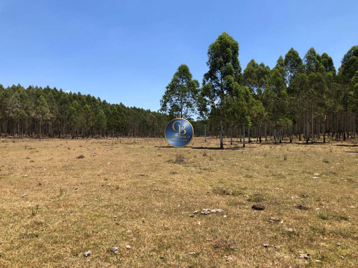 Campo Ref.1256 - Campo 1150 Hectáreas 