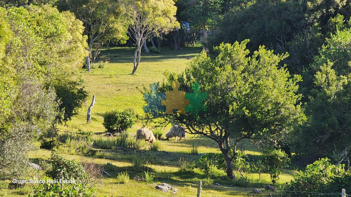 Las Cañas - GoPunta - Portal Inmobiliario de Punta del Este - Maldonado