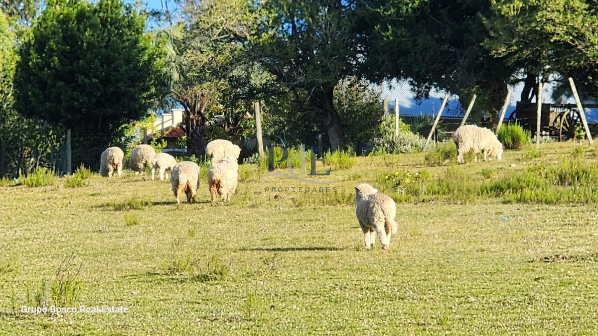Chacra en Venta. Zona Las Cañas | 10 Hectáreas - Imagen 6