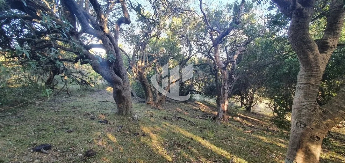 Campo Ref.1431 - GARZON CAMPO DE 38 HECTAREAS CON CASA 