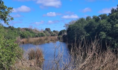 SORIANO CAMPO A 7 KMS DE PALMITAS 70 HAS AGRICOLA-GANADERAS IMPORTANTE AGUADA