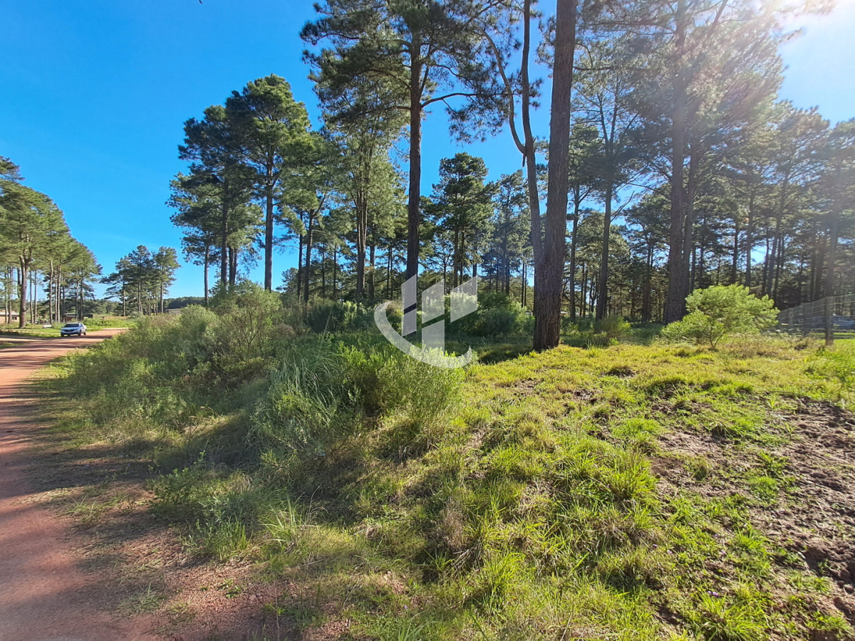 Terreno ID.2256 - PUNTA BALLENA CNO. LUSSICH TERRENOS DE 2000 M2 EN VENTA