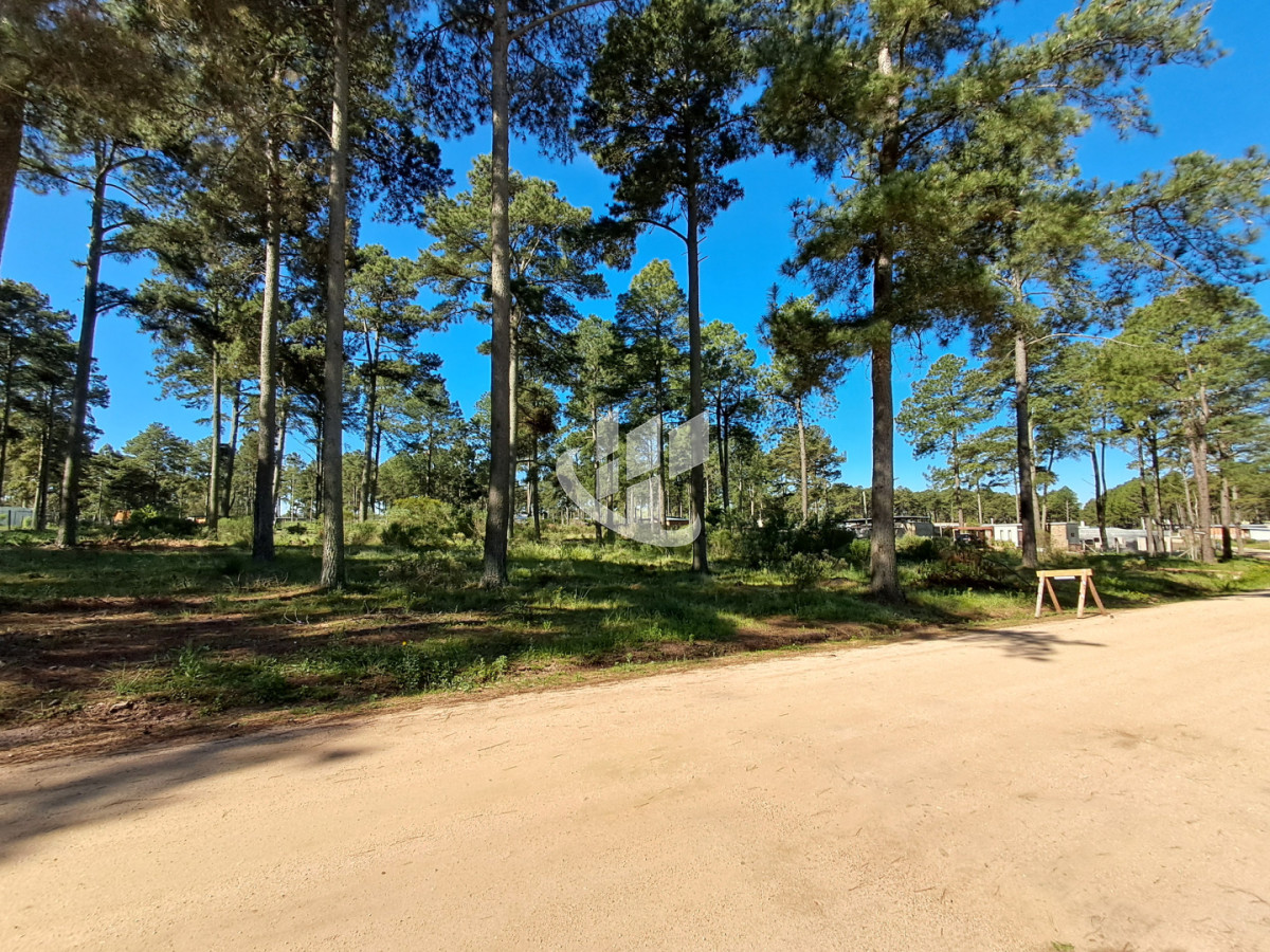 Terreno ID.2256 - PUNTA BALLENA CNO. LUSSICH TERRENOS DE 2000 M2 EN VENTA