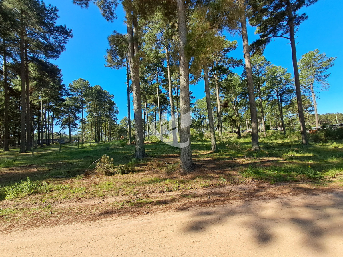 Terreno ID.2256 - PUNTA BALLENA CNO. LUSSICH TERRENOS DE 2000 M2 EN VENTA