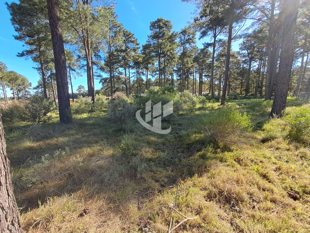 Terreno ID.2256 - PUNTA BALLENA CNO. LUSSICH TERRENOS DE 2000 M2 EN VENTA