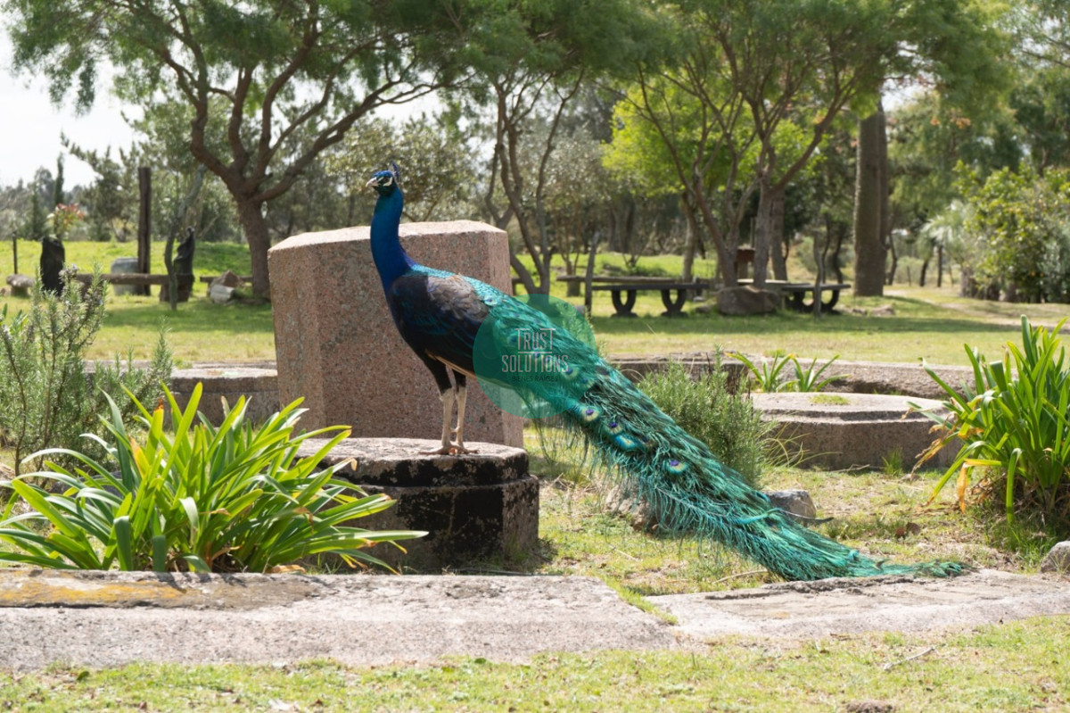 Chacra ID.462 - Venta y Alquiler Temporada Chacra 5D José Ignacio con 5 has 