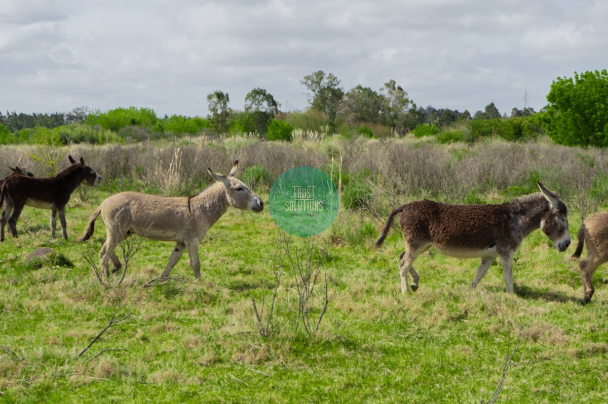 Chacra ID.462 - Venta y Alquiler Temporada Chacra 5D José Ignacio con 5 has 