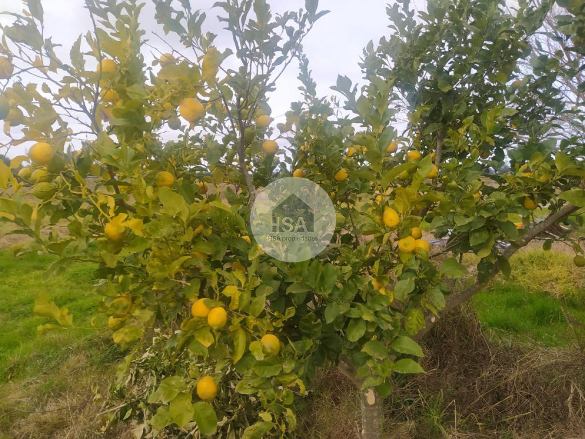 Terreno ID.250 - Terreno en venta Rocha 