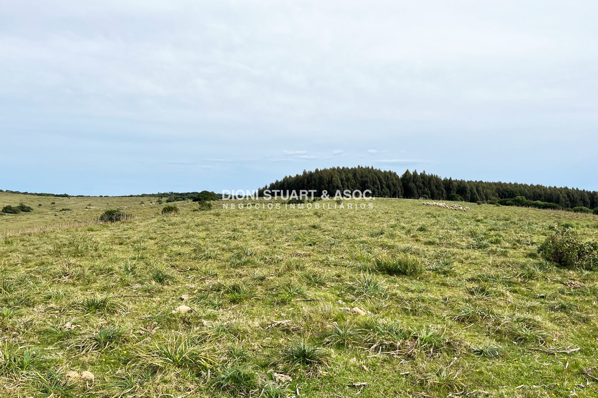 Campo Ref.997 - CAMPO EN SIERRAS DE CARAPE 25HAS