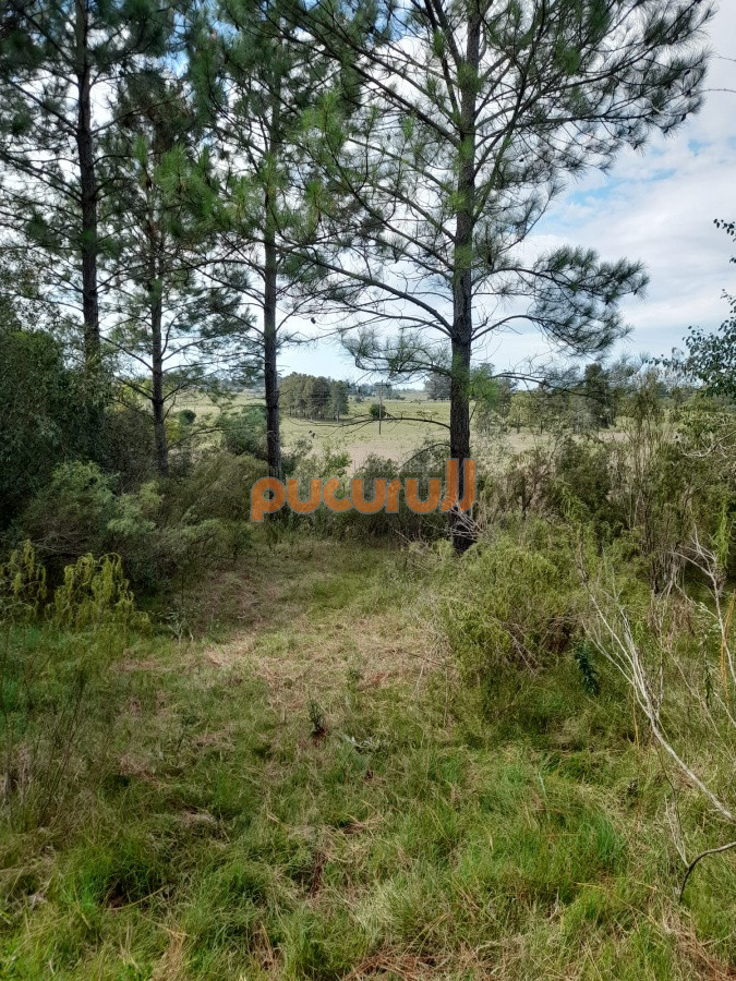 Chacra ID.2122 - Chacra de 7 hectáreas próxima a Lapataia