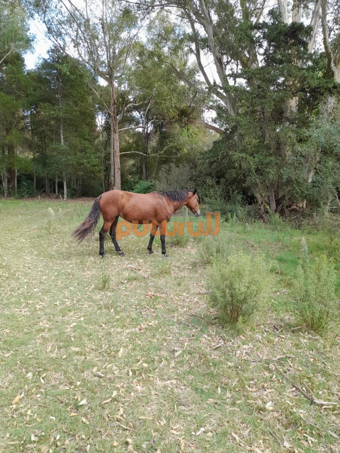Chacra ID.2122 - Chacra de 7 hectáreas próxima a Lapataia