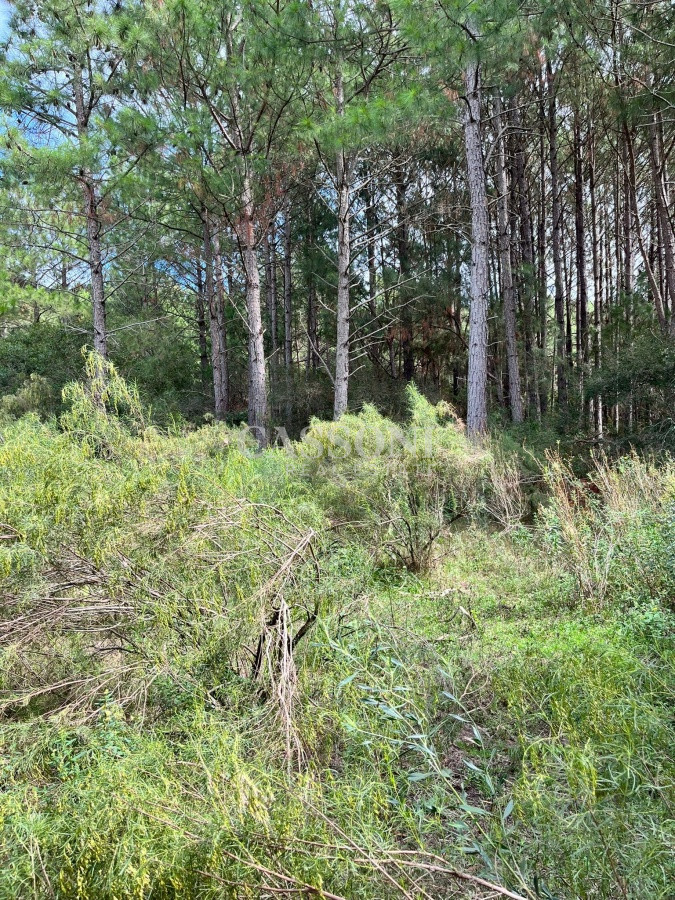 Chacra ID.3655 - Chacra de 7 hectáreas próxima a Lapataia