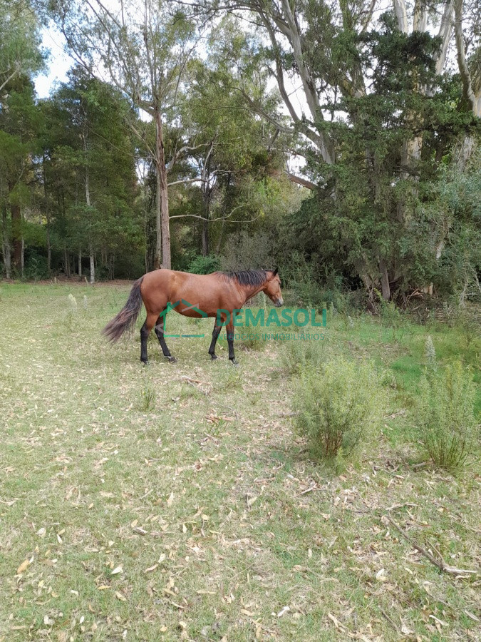 Chacra ID.790 - Chacra de 7 hectáreas próxima a Lapataia