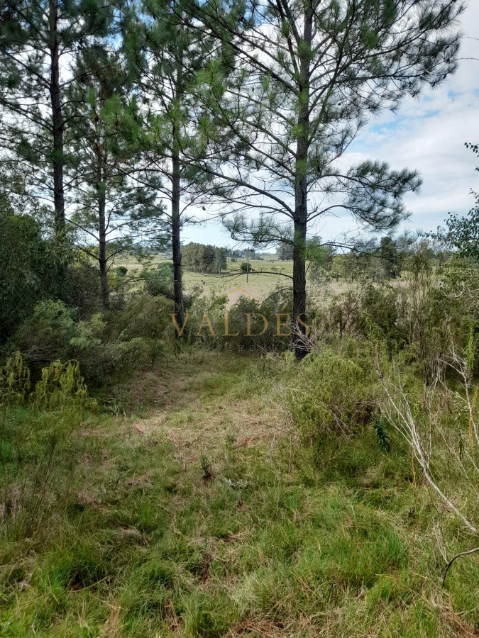 Chacra ID.2071 - Chacra de 7 hectáreas próxima a Lapataia