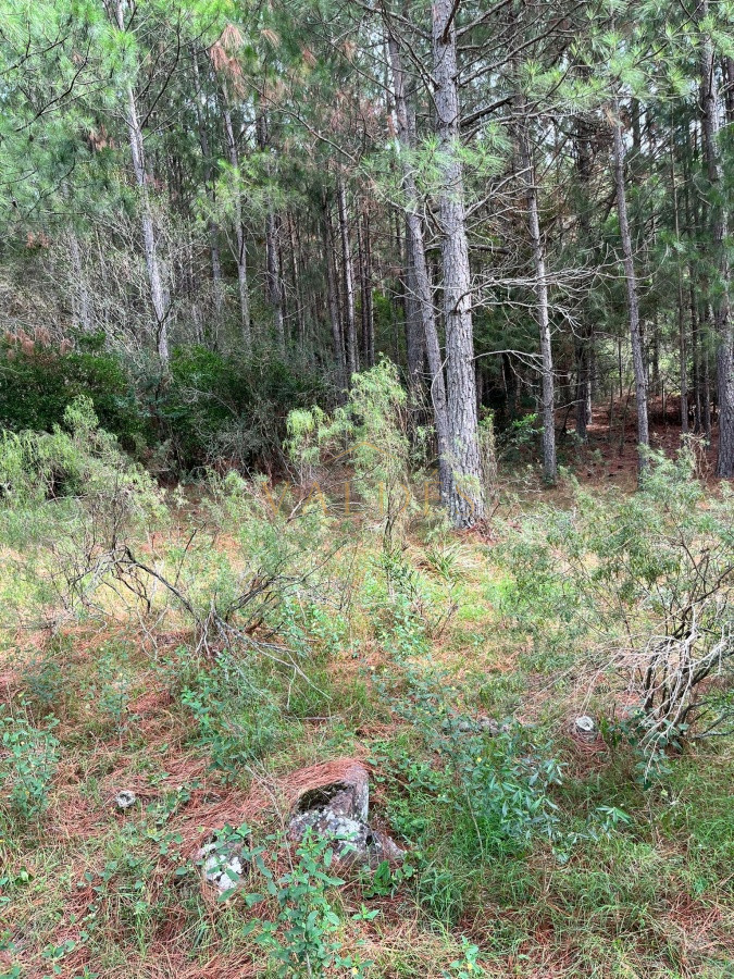 Chacra ID.2071 - Chacra de 7 hectáreas próxima a Lapataia