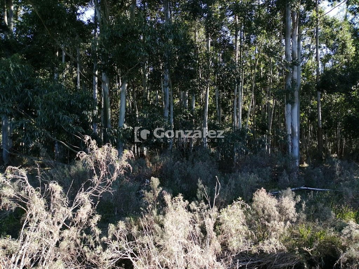 Chacra ID.340 - CAMPO IDEAL PARA INVERSIÓN TURÍSTICA